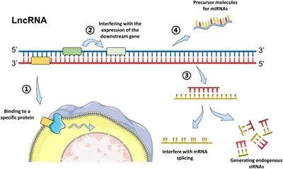 Long non-coding RNAs: Potential therapeutic targets for epilepsy